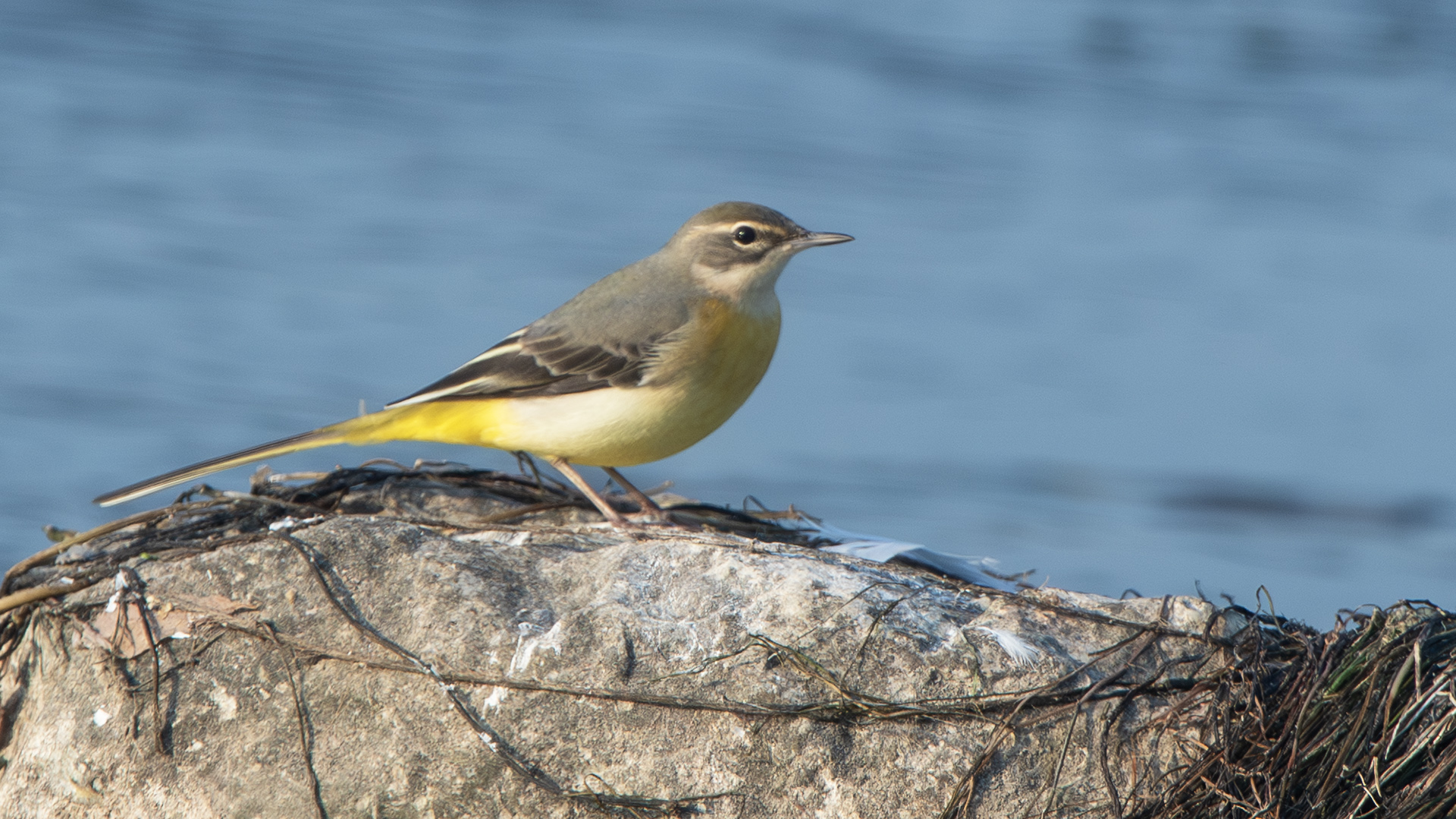 Gray Wagtail